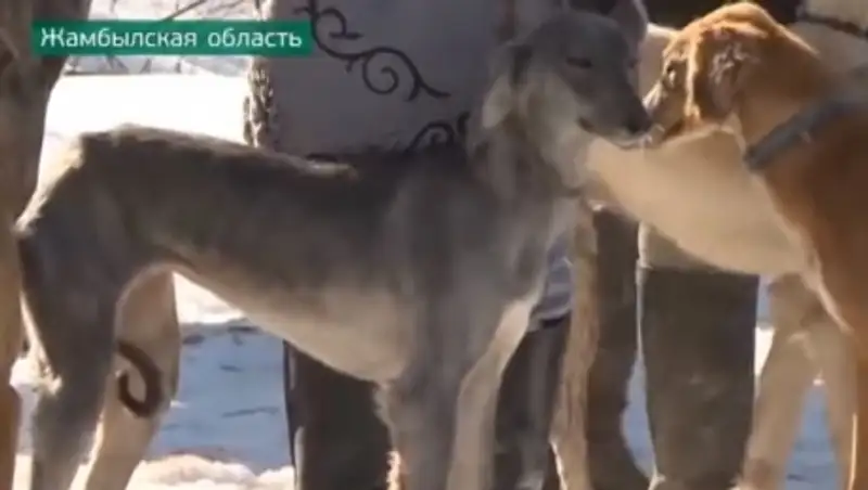 В Казахстане возрождают легендарную породу собак
