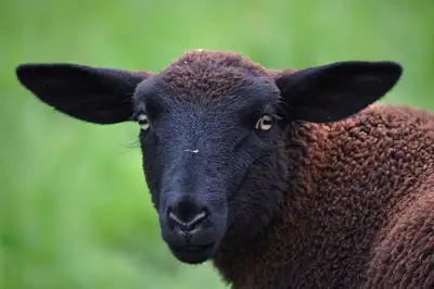 Животное , фото - Новости Zakon.kz от 23.07.2022 14:32