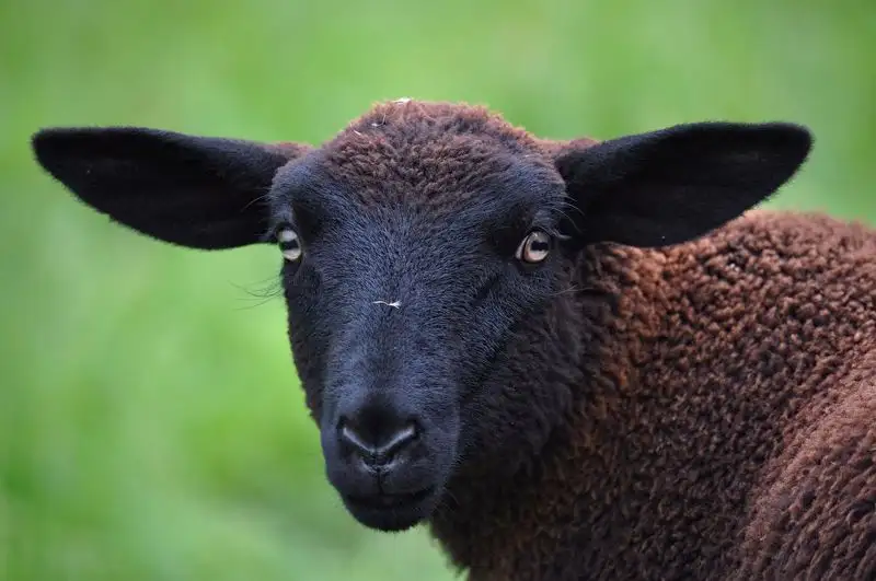 Житель Акмолинской области похитил пасшегося без присмотра породистого барана