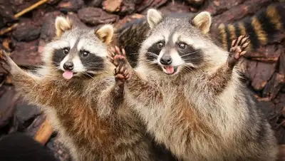 Открытые источники, фото - Новости Zakon.kz от 20.11.2018 23:37