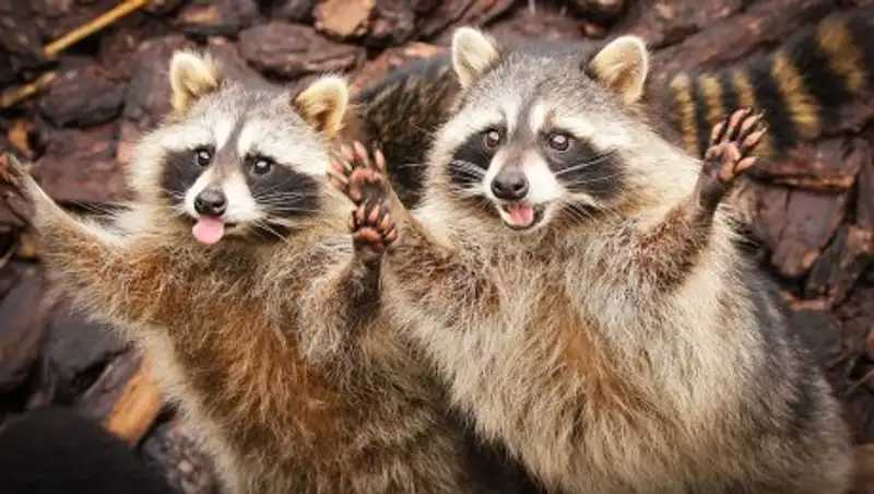 Пьяные еноты разбушевались в американском городке