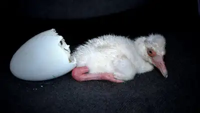 inform.kz, фото - Новости Zakon.kz от 31.07.2018 18:00