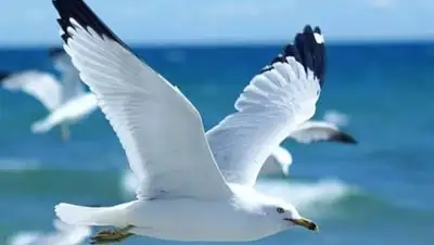 Facebook, фото - Новости Zakon.kz от 13.01.2018 19:46