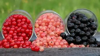 ягоды, фото - Новости Zakon.kz от 20.02.2023 00:36