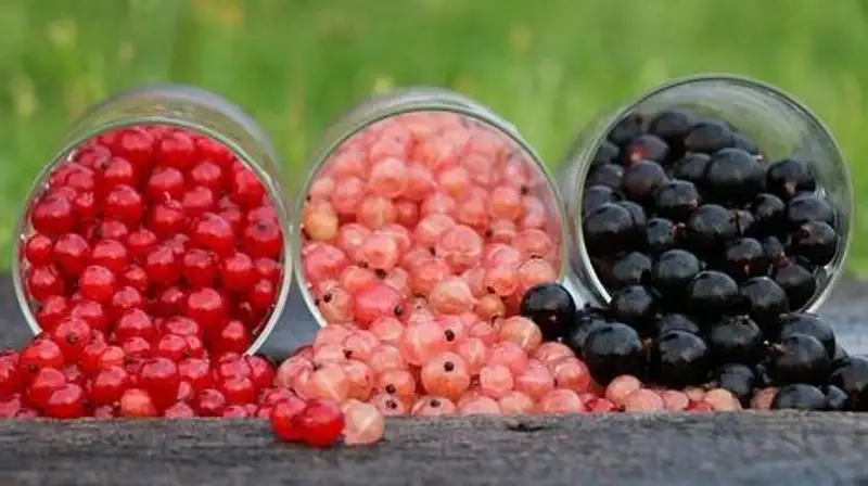 Какие продукты продлевают молодость