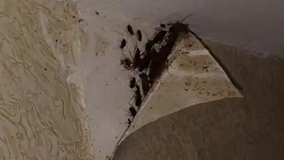 Zakon.kz, фото - Новости Zakon.kz от 14.07.2017 22:52