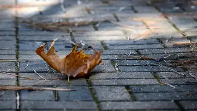 fotovideoforum.ru, фото - Новости Zakon.kz от 12.11.2019 09:08