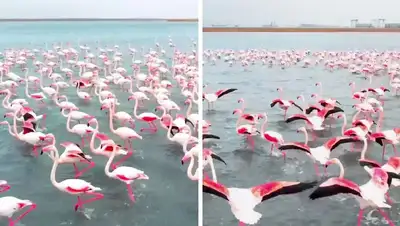 мангистау, стая фламинго, видео, фото - Новости Zakon.kz от 14.03.2022 17:57