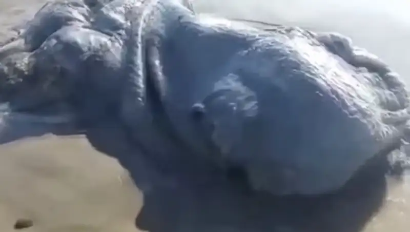 На берег Мексики вынесло морского монстра