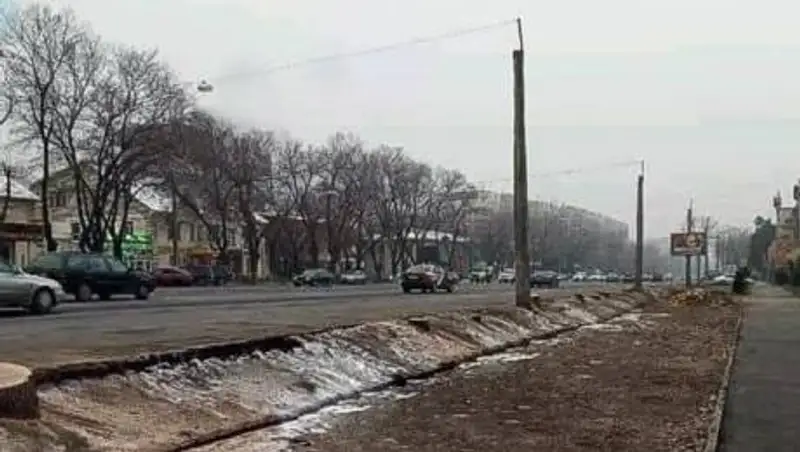 Токаев обратил внимание на вырубку здоровых деревьев в Алматы