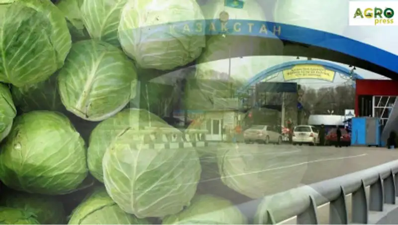 Казахстан не запрещал экспорт капусты –  заявление МСХ РК