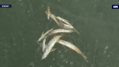 КТК, фото - Новости Zakon.kz от 20.12.2019 23:42