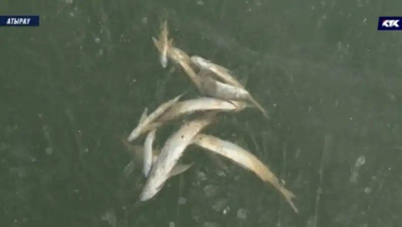 Вмерзшую в лед мертвую рыбу, сняли на видео в Атырау