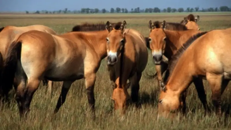 Невыясненная причина падежа сайгаков отсрочит завоз лошадей Пржевальского