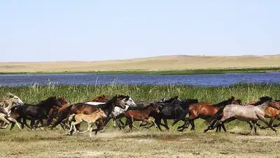 Zakon.kz, фото - Новости Zakon.kz от 17.10.2017 11:59