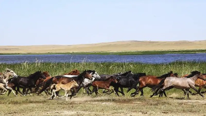 Ақмола облысында барымташылар жүздеген жылқыны айдап әкеткен