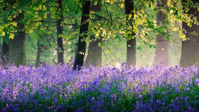 goodfon.ru, фото - Новости Zakon.kz от 03.05.2019 15:06