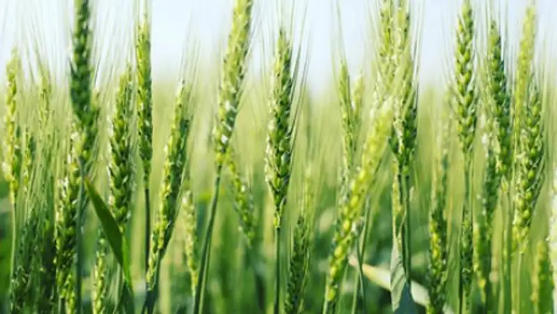 В Южной Америке нашли следы древней цивилизации