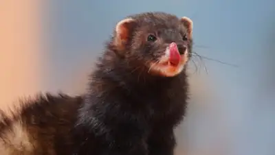 Zakon.kz, фото - Новости Zakon.kz от 30.04.2016 07:36