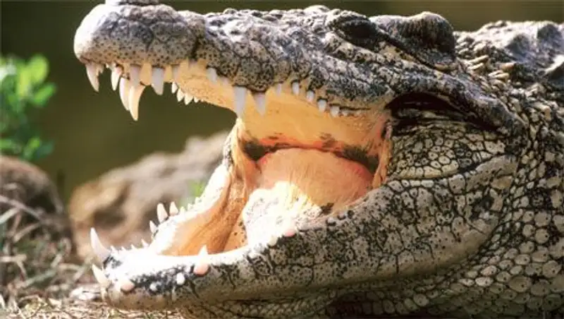 В России на помойке нашли крокодила