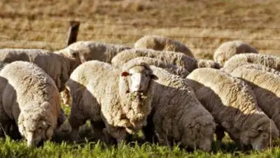 diapazon.kz, фото - Новости Zakon.kz от 30.01.2018 11:08