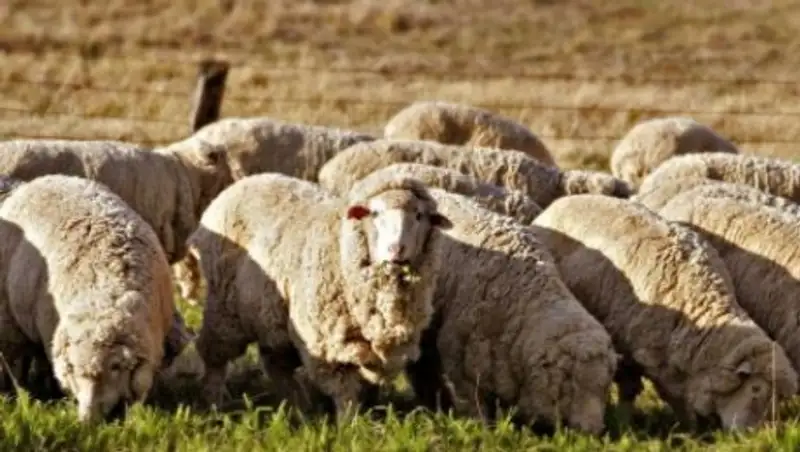 В РК объем капвложений в сельхозотрасли вырос на 39%