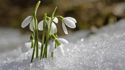 Pixabay, фото - Новости Zakon.kz от 18.02.2021 16:45