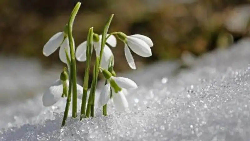 Какое наказание ждет казахстанцев за сбор подснежников
