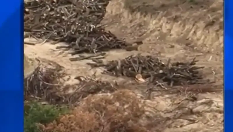 Экологи и общественники зафиксировали факт массовой вырубки деревьев в Алматы