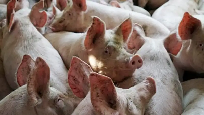 На Украине зафиксировали новые вспышки африканской чумы свиней