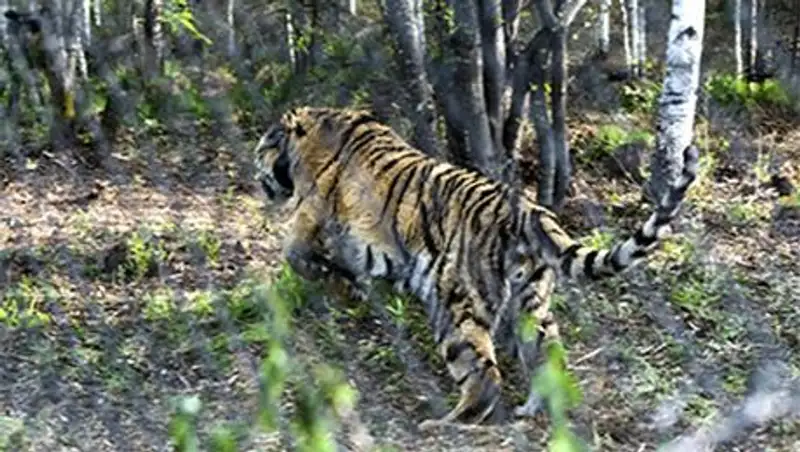 В Китае пообещали присмотреть за путинским тигром Кузей