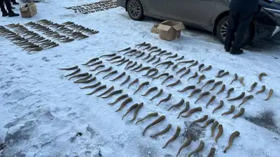 сайга, фото - Новости Zakon.kz от 06.02.2023 22:35