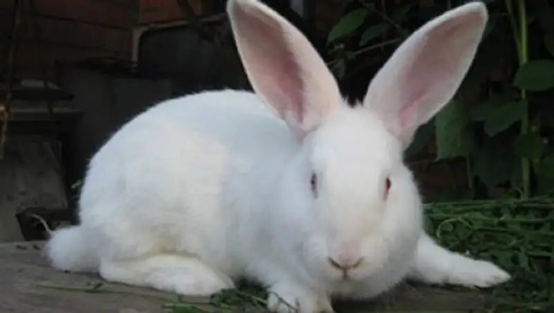 В США педагог показала детям, как убить кролика об металлическую балку