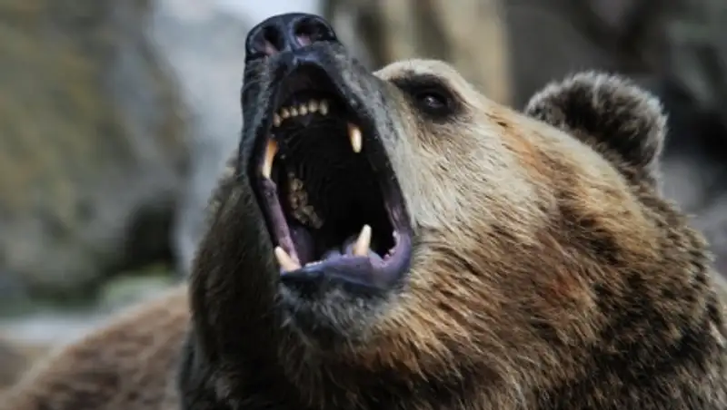 Россия, Финляндия и Норвегия посчитают медведей с помощью тухлой рыбы