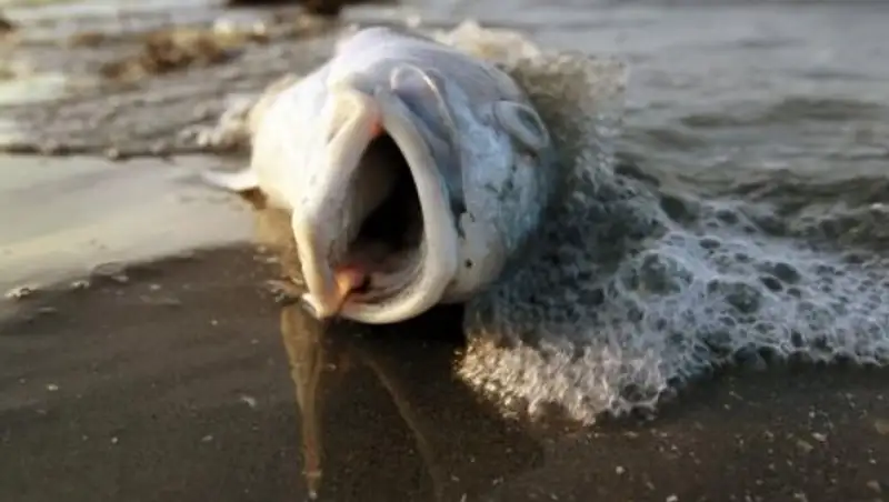 На реке Орь в Актюбинской области массово гибнет рыба
