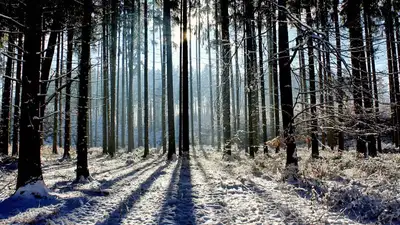 Тело не вернувшегося из леса грибника нашли после долгих поисков в Уральске, фото - Новости Zakon.kz от 06.12.2022 07:55