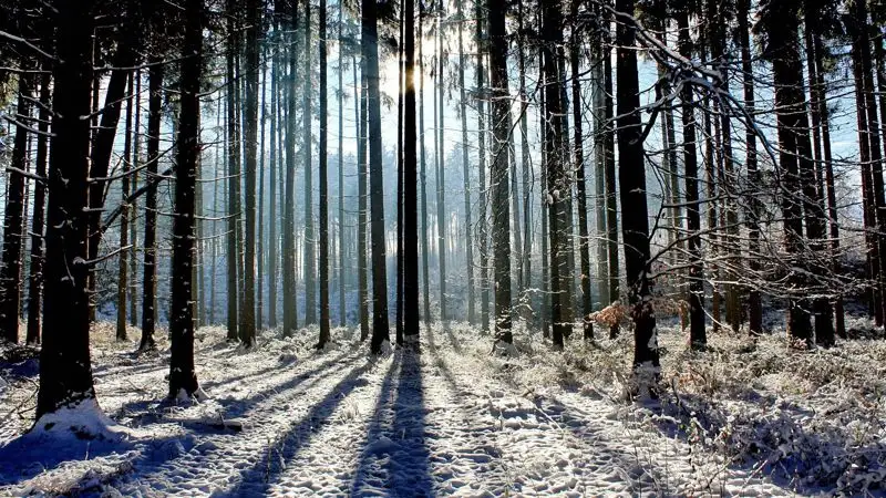 Тело не вернувшегося из леса грибника нашли после долгих поисков в Уральске