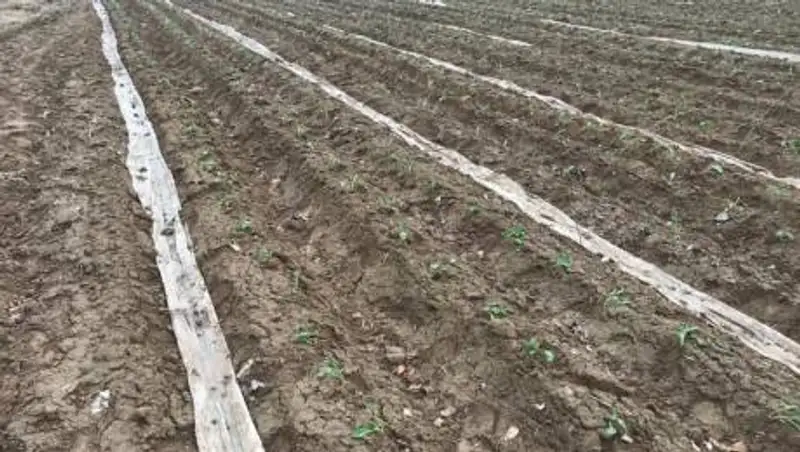 В Сарыагашском районе началась посевная кампания