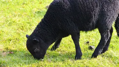 В Книгу рекордов попал баран новой породы из Туркестанской области , фото - Новости Zakon.kz от 28.06.2023 08:48