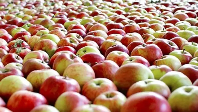 Россия пригрозила запретить ввоз растительной продукции из Сербии    