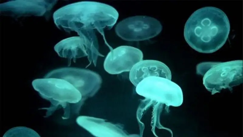 В Иртыше завелись медузы