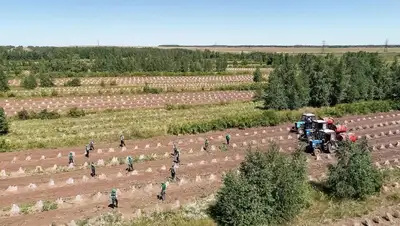 Сельское хозяйство, коррупция, фото - Новости Zakon.kz от 25.03.2022 20:10