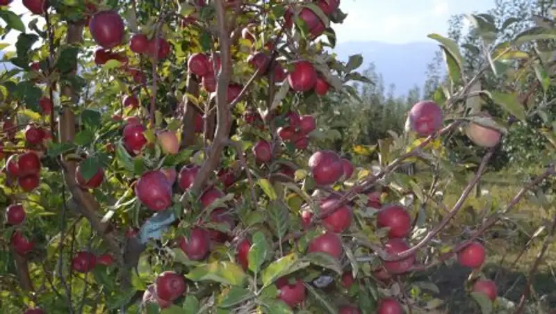 Тулькубасские садоводы собрали в этом году 24 тысячи тонн яблок