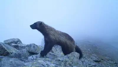 Facebook, фото - Новости Zakon.kz от 10.07.2019 10:55