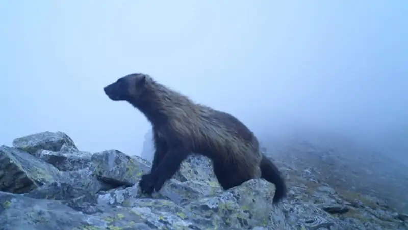 Росомаха попала в фотоловушку в Восточном Казахстане