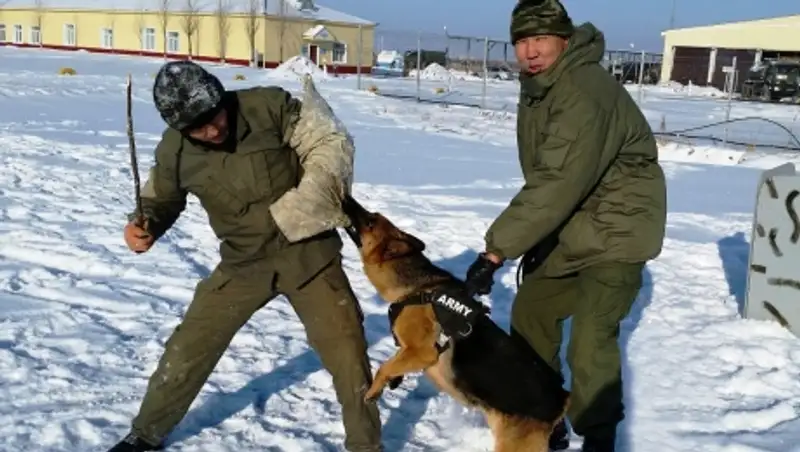 Пилотный проект подготовки минно-розыскных собак показал свою эффективность