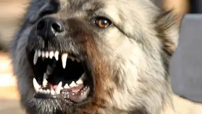 Zakon.kz, фото - Новости Zakon.kz от 10.02.2016 14:33