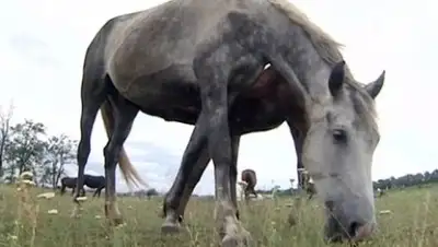 Zakon.kz, фото - Новости Zakon.kz от 27.05.2016 15:45