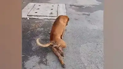 кадр из видео, фото - Новости Zakon.kz от 29.08.2019 06:45