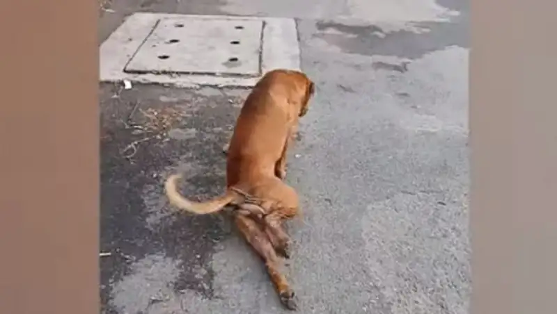 Собака нашла хитрый способ выпрашивать еду у прохожих и прославилась